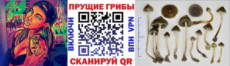 Псилоцибиновые грибы ЛСД  где можно купить   Новодвинск 