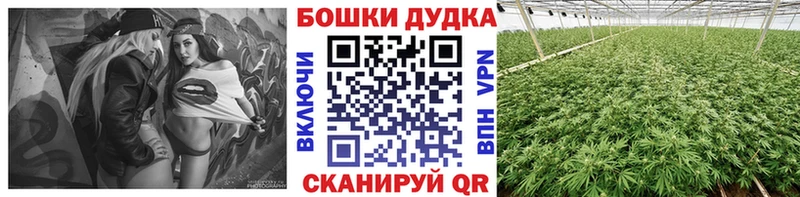 как найти наркотики  Новодвинск  дарк нет состав  Конопля план 